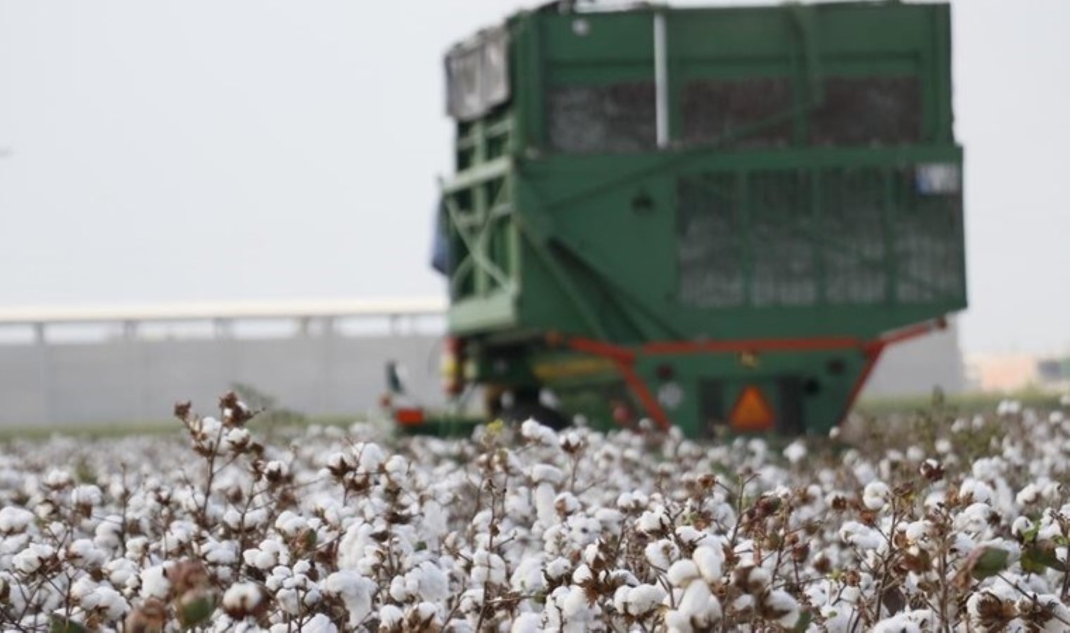 Söke Ovası’nda ‘beyaz altın’ yüzünü gösterdi: ‘Bebek gibi ilgi istiyor’ Hasadı eylül ayında…
