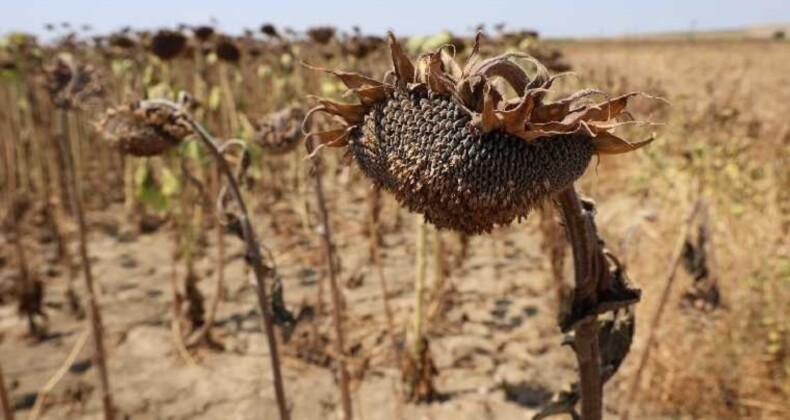 Tarımda sorun büyüyor: Kuraklık ayçiçeğini etkiledi