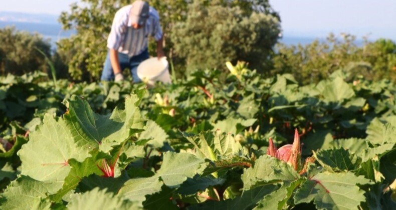 Tekirdağ’ın bir mahallesinde yetişiyor! Hasadı başladı: Kilosu 200 TL’den satılıyor…