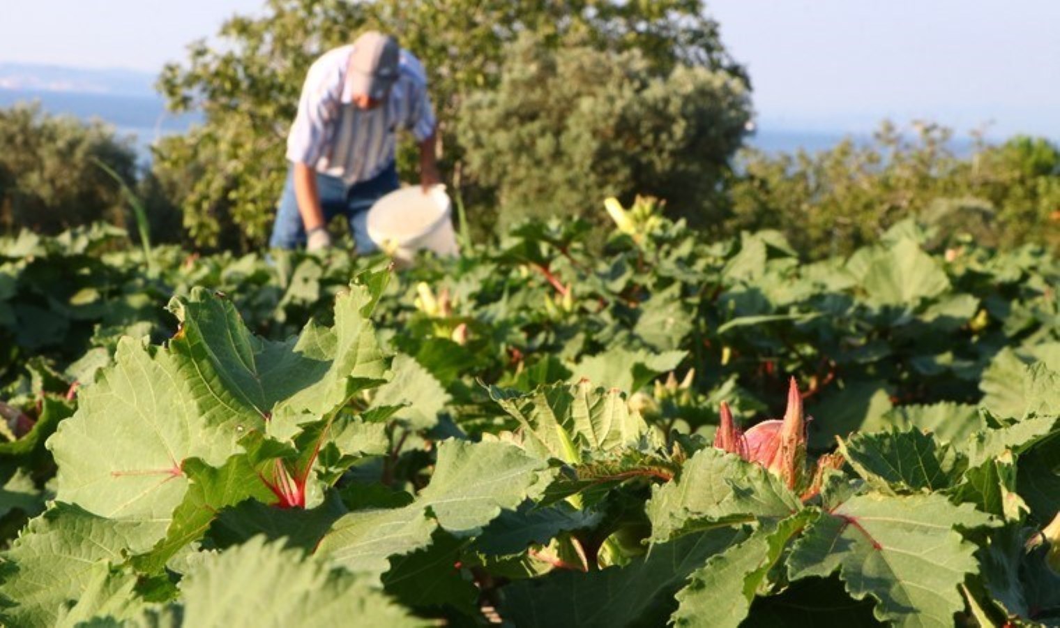 Tekirdağ’ın bir mahallesinde yetişiyor! Hasadı başladı: Kilosu 200 TL’den satılıyor…