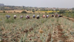 Tekirdağ’ın tescilli lezzetinde hasat başladı, eylül ayına kadar sürecek: 5 bin 430 ton rekolte bekleniyor!