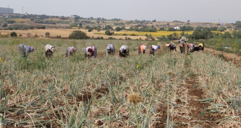 Tekirdağ’ın tescilli lezzetinde hasat başladı, eylül ayına kadar sürecek: 5 bin 430 ton rekolte bekleniyor!