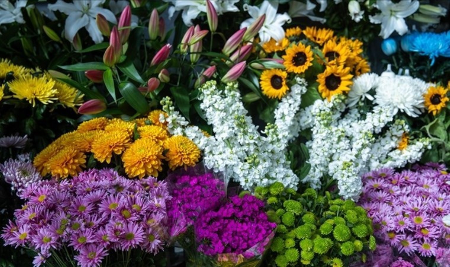 Toprağın sırrı: Çiçeklerin rengi neye göre değişir?