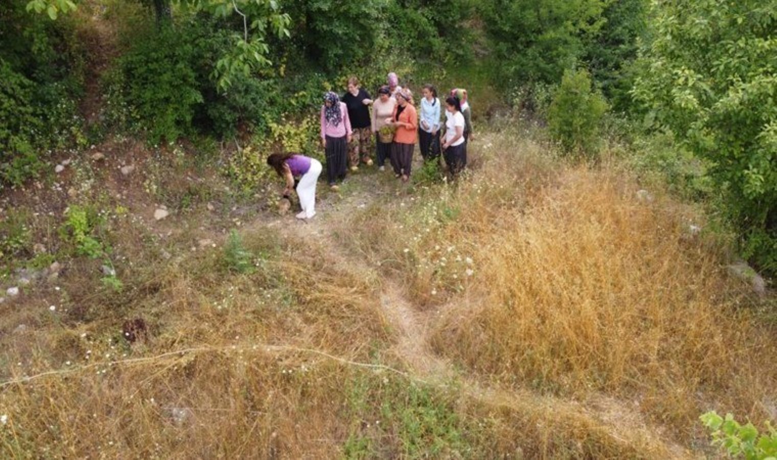 Toros Dağları’nın eteklerinde yetişiyor! Zeytinyağı ile karıştırınca şifa kaynağına dönüşüyor….