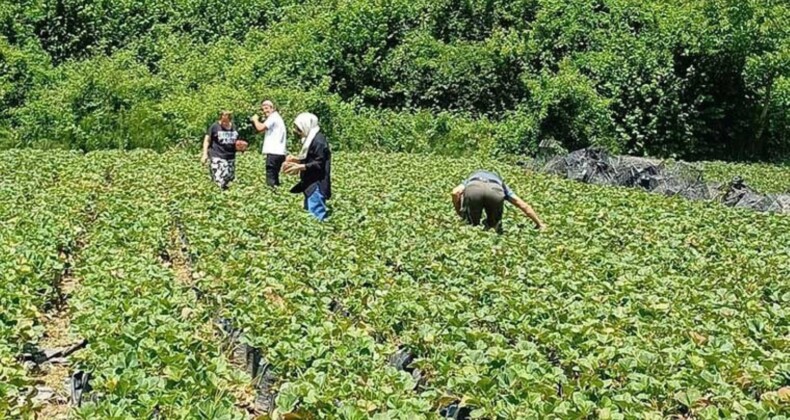 Türkiye’de ilk defa ekildi: Hasadını müşteri yapıyor!