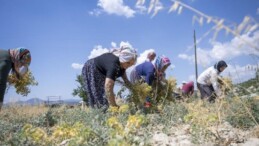 Türküler eşliğinde hasat: 355 dekar alanda ekiliyor…