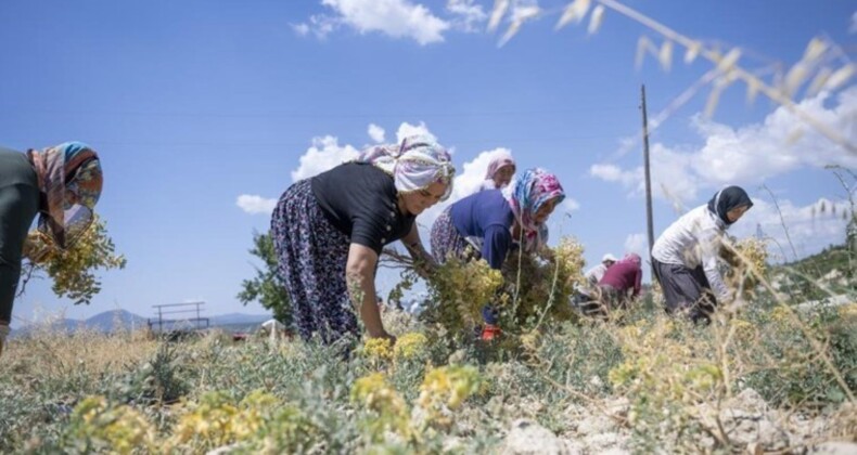 Türküler eşliğinde hasat: 355 dekar alanda ekiliyor…