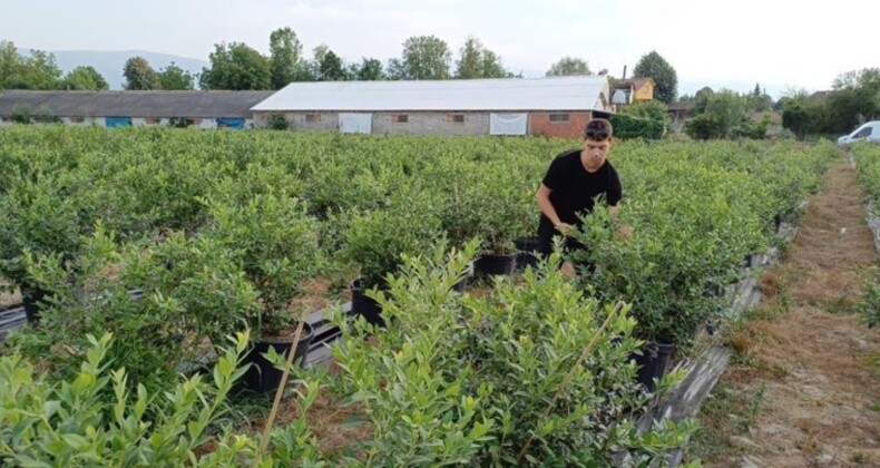 Üniversite öğrencisi tarafından ekildi: 3 yıl sonra ilk meyvesini verdi! İlk hasat meyveleri 350 TL’den satılıyor…