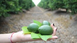 Üreticiler yeni limon hasadıyla fiyatların dengelenmesi bekleniyor