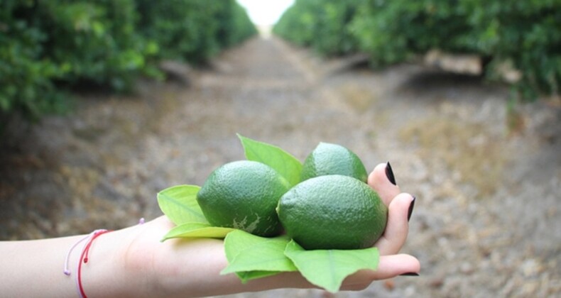 Üreticiler yeni limon hasadıyla fiyatların dengelenmesi bekleniyor