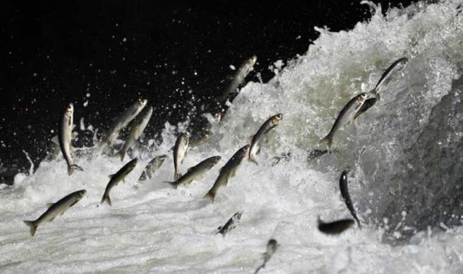 ‘Van’ın incisi’ni avlayanlara 2 milyon 250 bin lira ceza kesildi