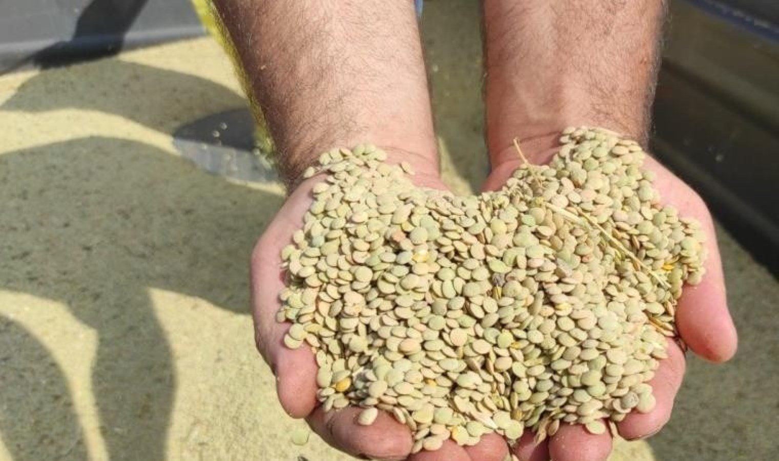 Yeşil mercimek üretiminde birinci sırada! Bu sene düşük rekolte bekleniyor…