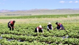 Yetişmez denilen topraklardan 1 yılda 400 ton verim alındı