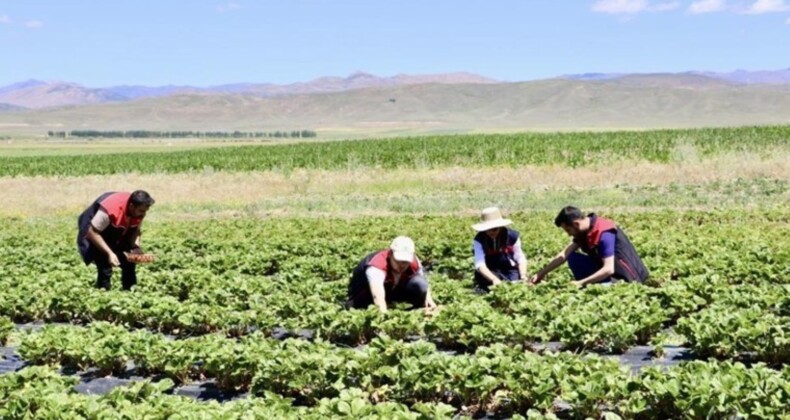 Yetişmez denilen topraklardan 1 yılda 400 ton verim alındı