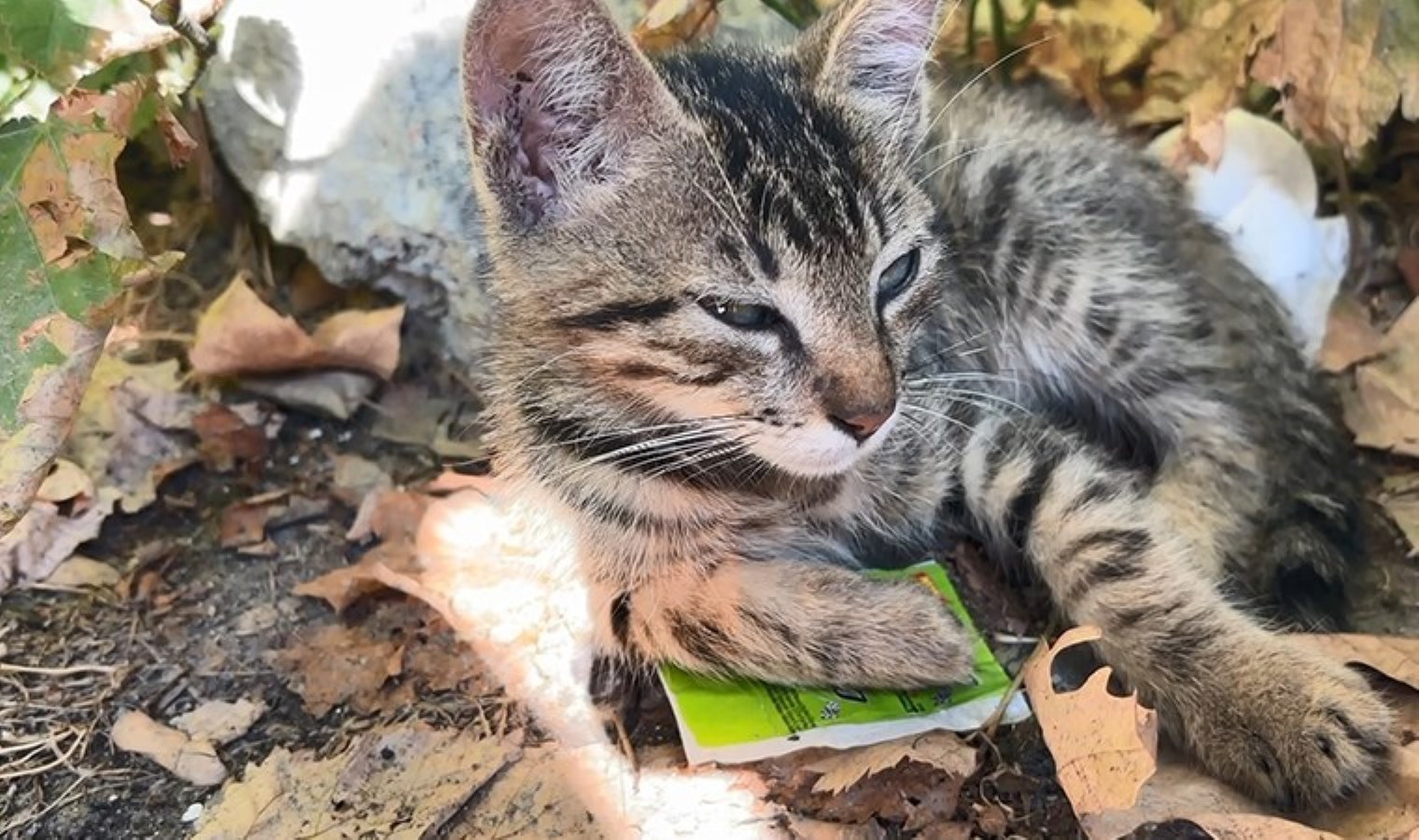 Yolda gördükleri yavru kediyi balkona fırlattılar: 2 çocuk gözaltında