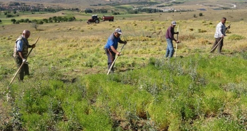 Yozgat’ta çiftçiler hasat sezonunu açtı: Aylıkları 45 bin liraya geliyor, ancak sayıları her geçen yıl azalıyor