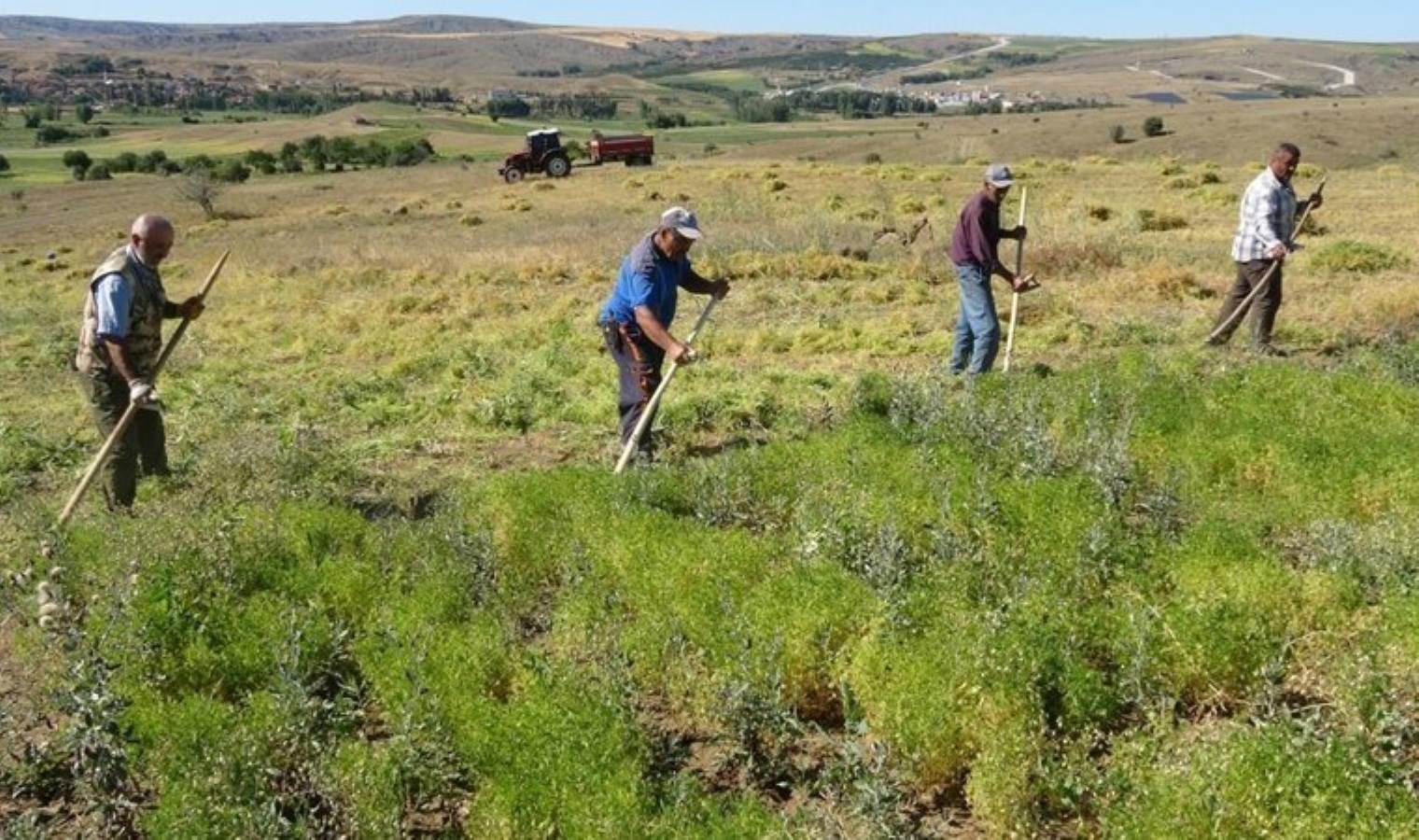 Yozgat’ta çiftçiler hasat sezonunu açtı: Aylıkları 45 bin liraya geliyor, ancak sayıları her geçen yıl azalıyor