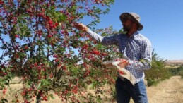 Yozgat’ta hasat başladı: 1 ton hasat bekleniyor…