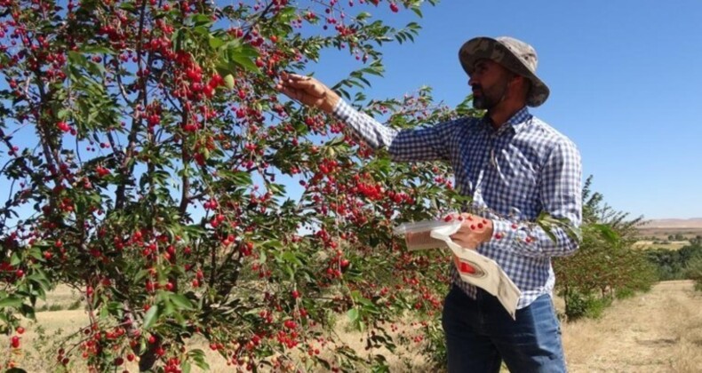 Yozgat’ta hasat başladı: 1 ton hasat bekleniyor…