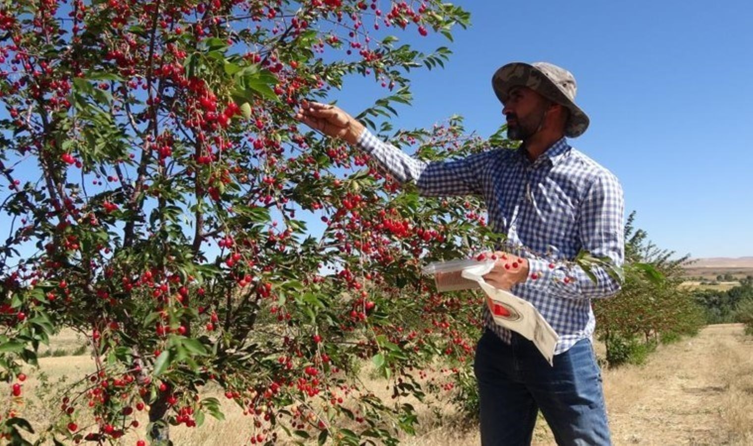 Yozgat’ta hasat başladı: 1 ton hasat bekleniyor…