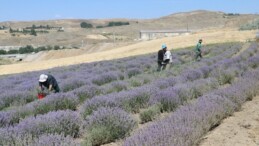 Yozgat’ta hasat başladı: Litresi 2 bin TL…