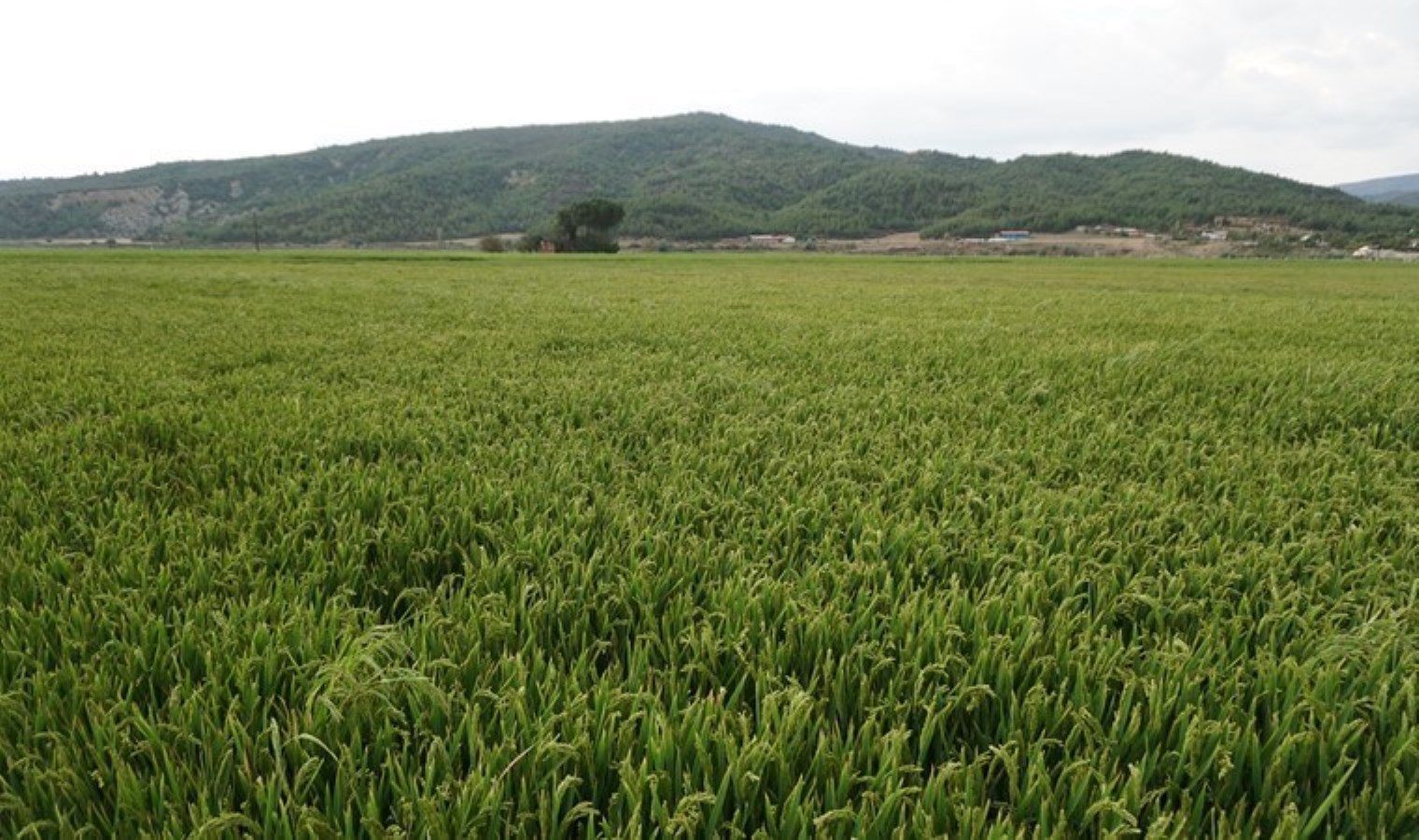1997’de coğrafi işaret aldı! Osmancık’ta hasat için geri sayım başladı