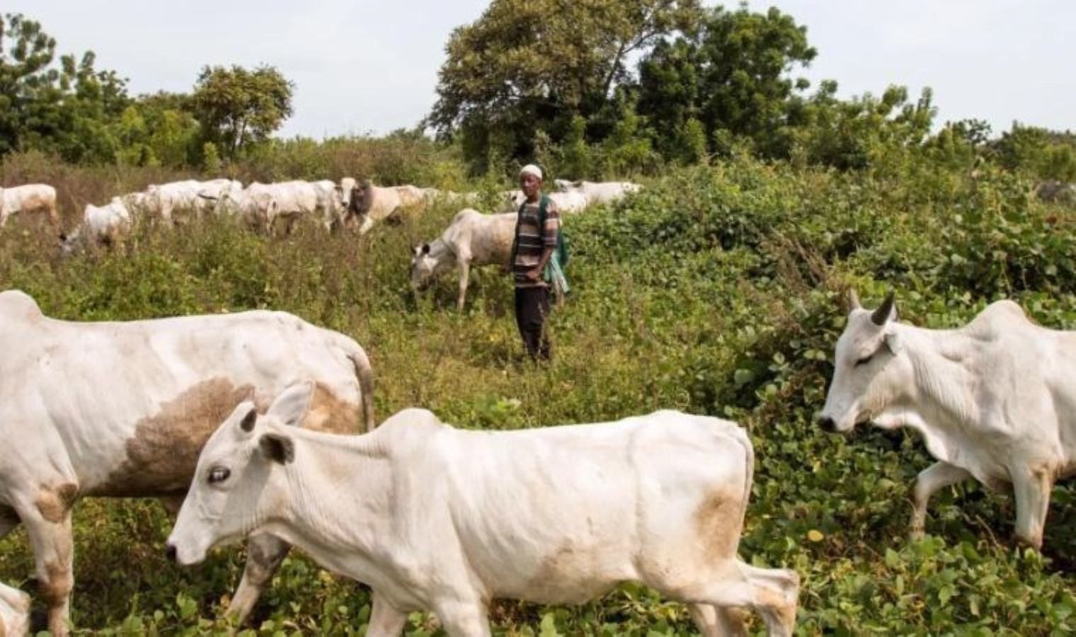 5 kişi hayatını kaybetti… Çobanlarla çiftçiler arasında çatışma çıktı!
