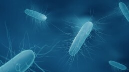 ABD’de ‘listeria’ bakterisi alarmı: 9 kişi öldü