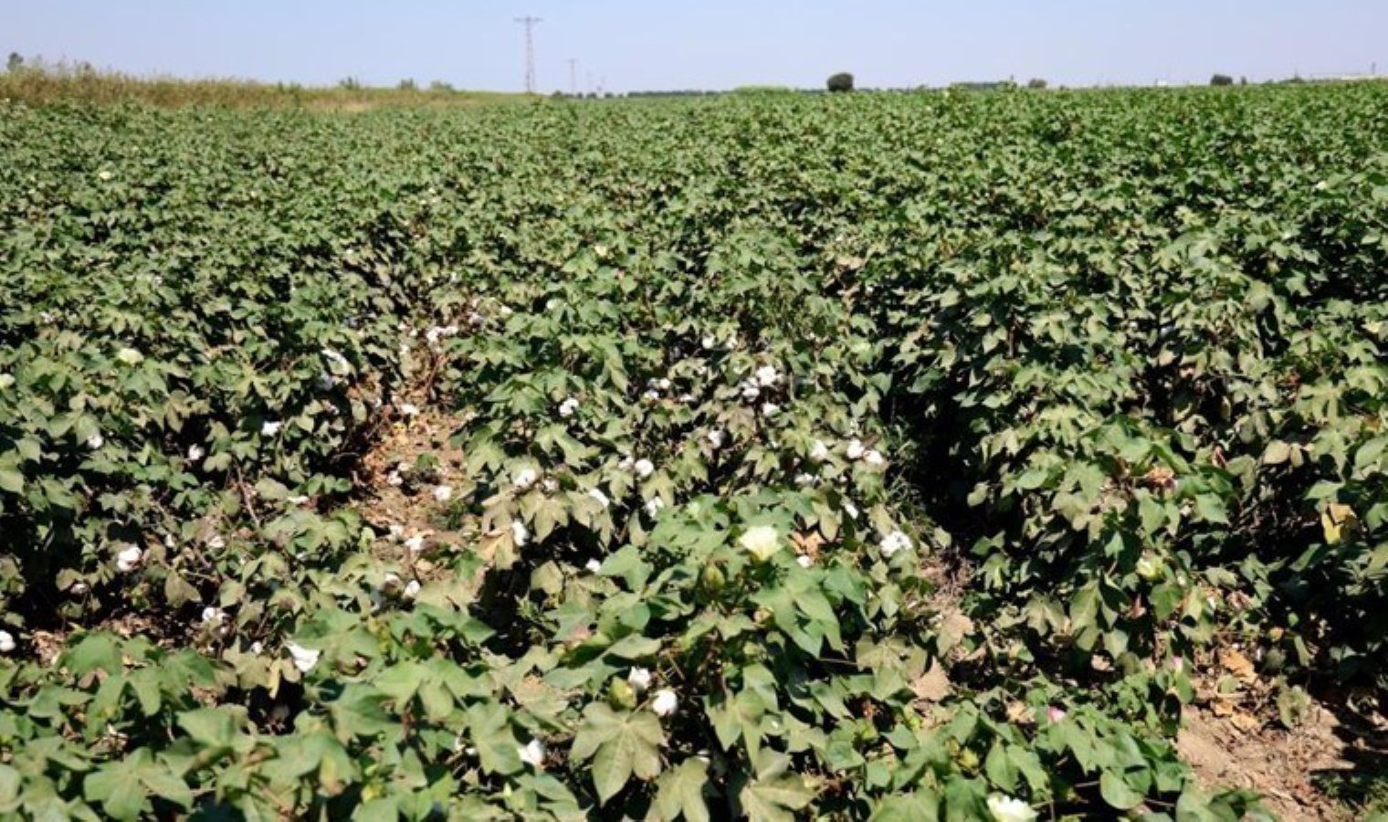 Adana’da hasat yaklaştı: 70 bin ton rekolte bekleniyor