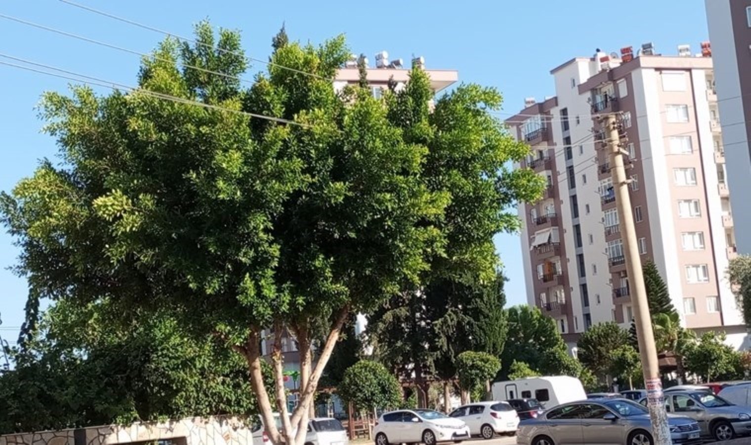 Ağacın içinden geçen ‘elektrik telleri’ huzursuz ediyor