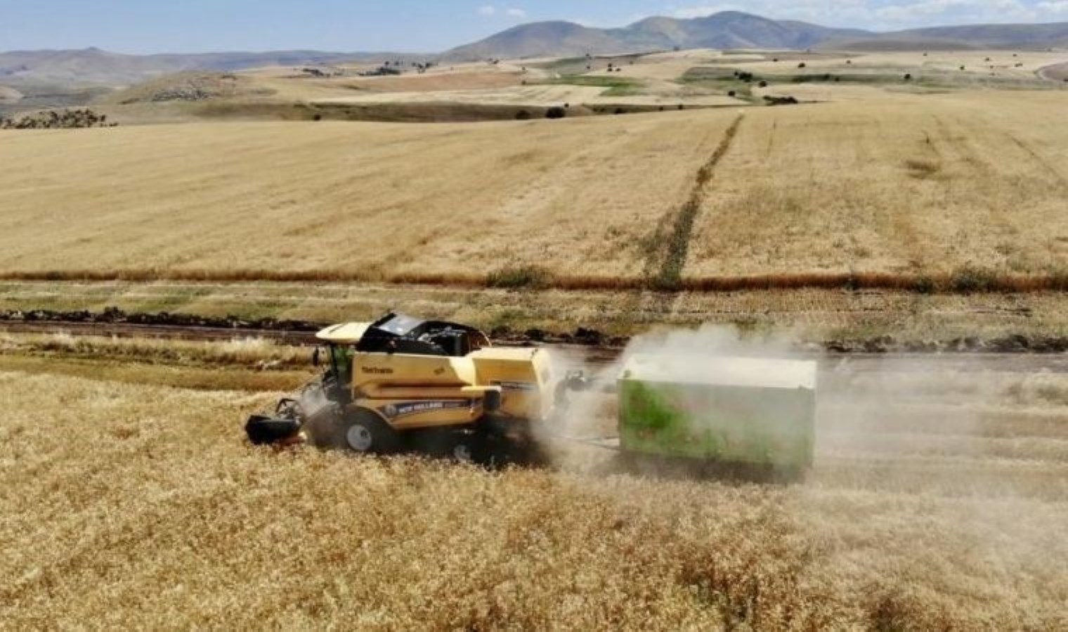 Ağrı’da buğday hasadı başladı: 550 ton rekolte bekleniyor