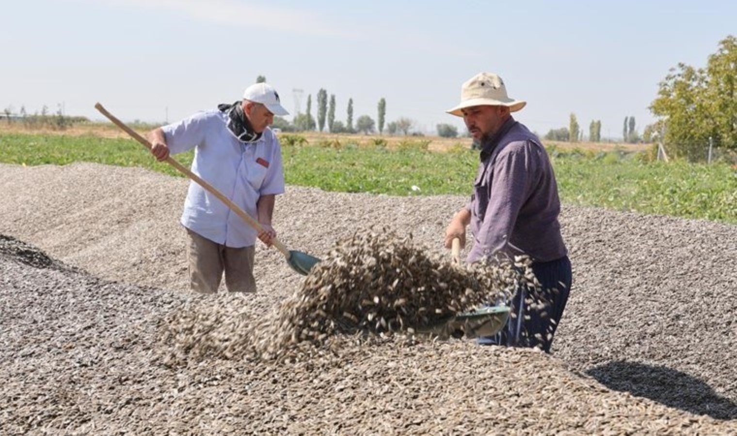 Aksaray’da bu yılki hasat başladı: Tarlada 7 gün duruyor..