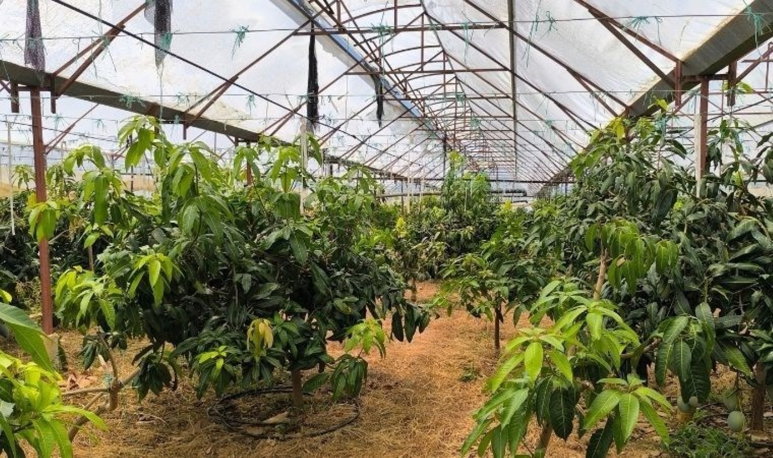 Alanya’da 50 derecede şiddetli mesai: Mango hasadı başladı