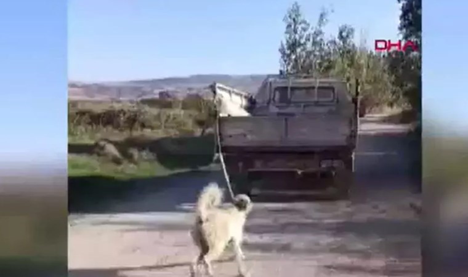 Amasya Valiliği’nden ‘köpeğe eziyet’ açıklaması: ‘Şüpheli yakalandı’