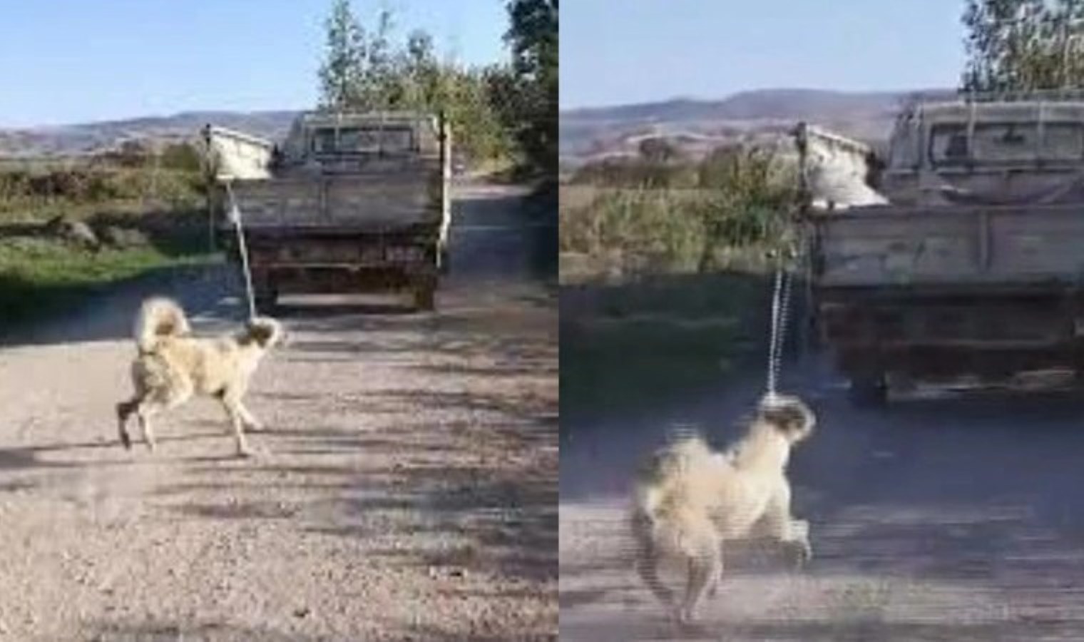 Amasya’da hayvana eziyete ödül üzere ceza! Köpeği kamyonetin gerisine bağlayıp sürüklemişti…