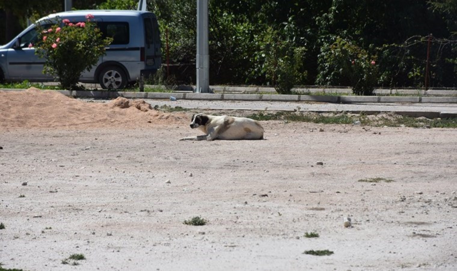Amasya’da vahşet: Köpeği kamyonetin gerisine bağlayıp, sürükledi, o anlar kamerada