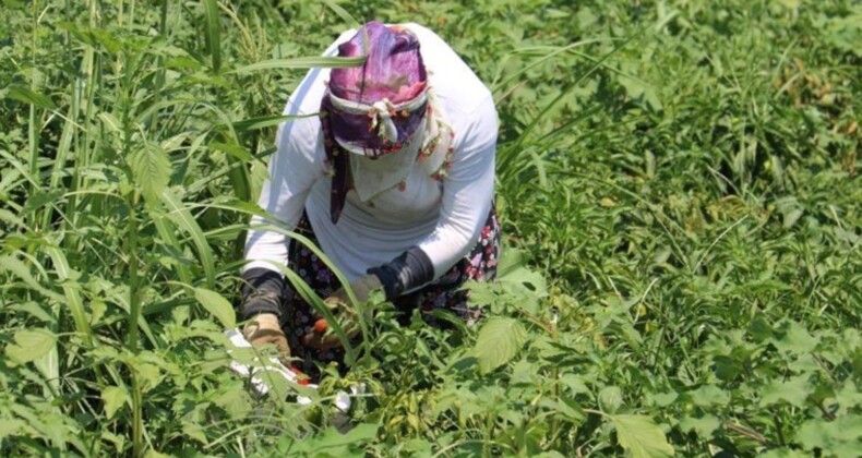 Amik Ovası’nda acı hasat: Günlük 600 lira için kavurucu sıcakta ter döküyorlar! Ellerini yüzlerine süremiyorlar