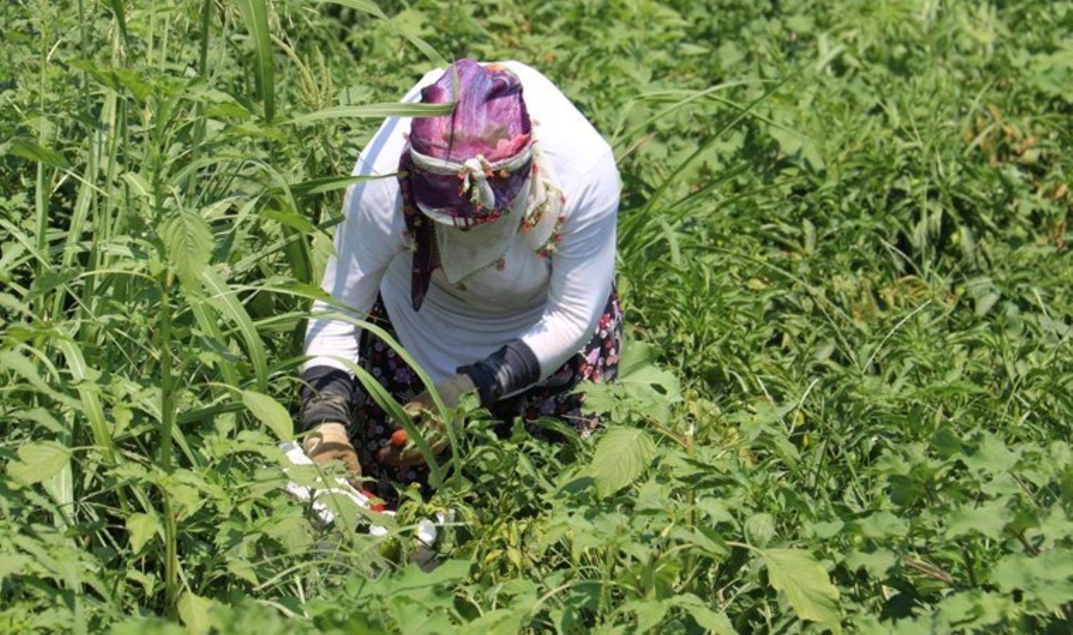 Amik Ovası’nda acı hasat: Günlük 600 lira için kavurucu sıcakta ter döküyorlar! Ellerini yüzlerine süremiyorlar