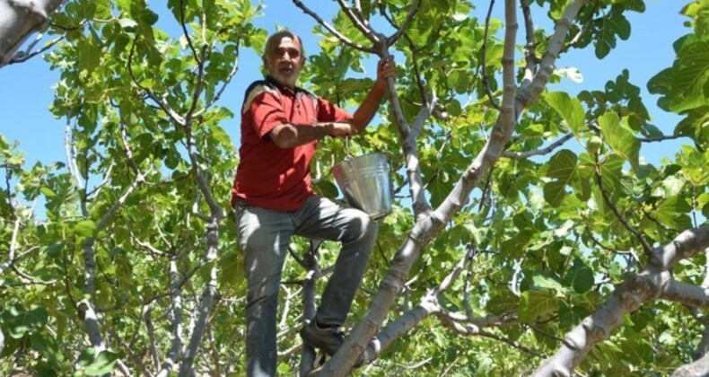 Antalya’da hasat başladı: Bahçeden çıkış fiyatı 100 TL