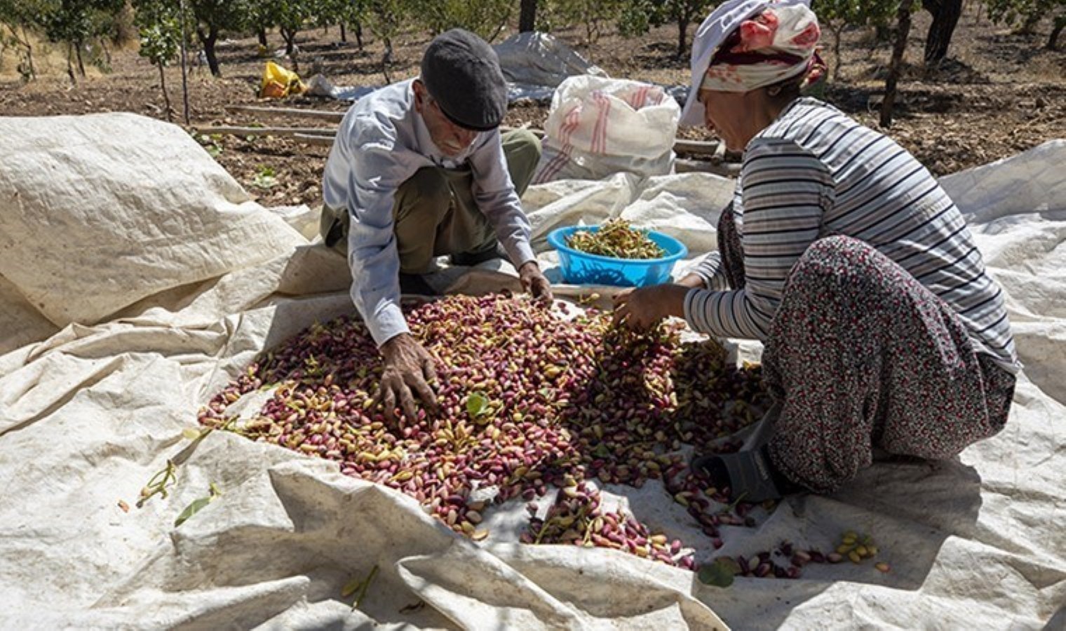 Antep Fıstığı Üreticilerinin Taban Fiyat Talebi ve Eylemi