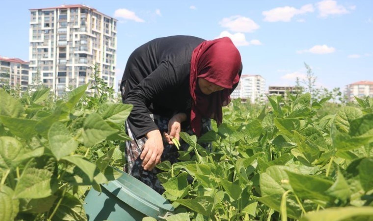 Apartmanlar ortasında yetiştirmeye çalışıyorlar: Toplanması zahmetli