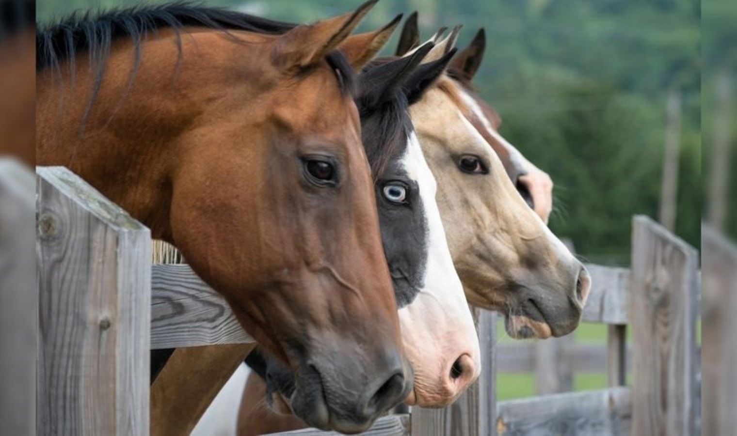 Atların Zeka Seviyesi: Ödül Temelli Oyun Araştırması