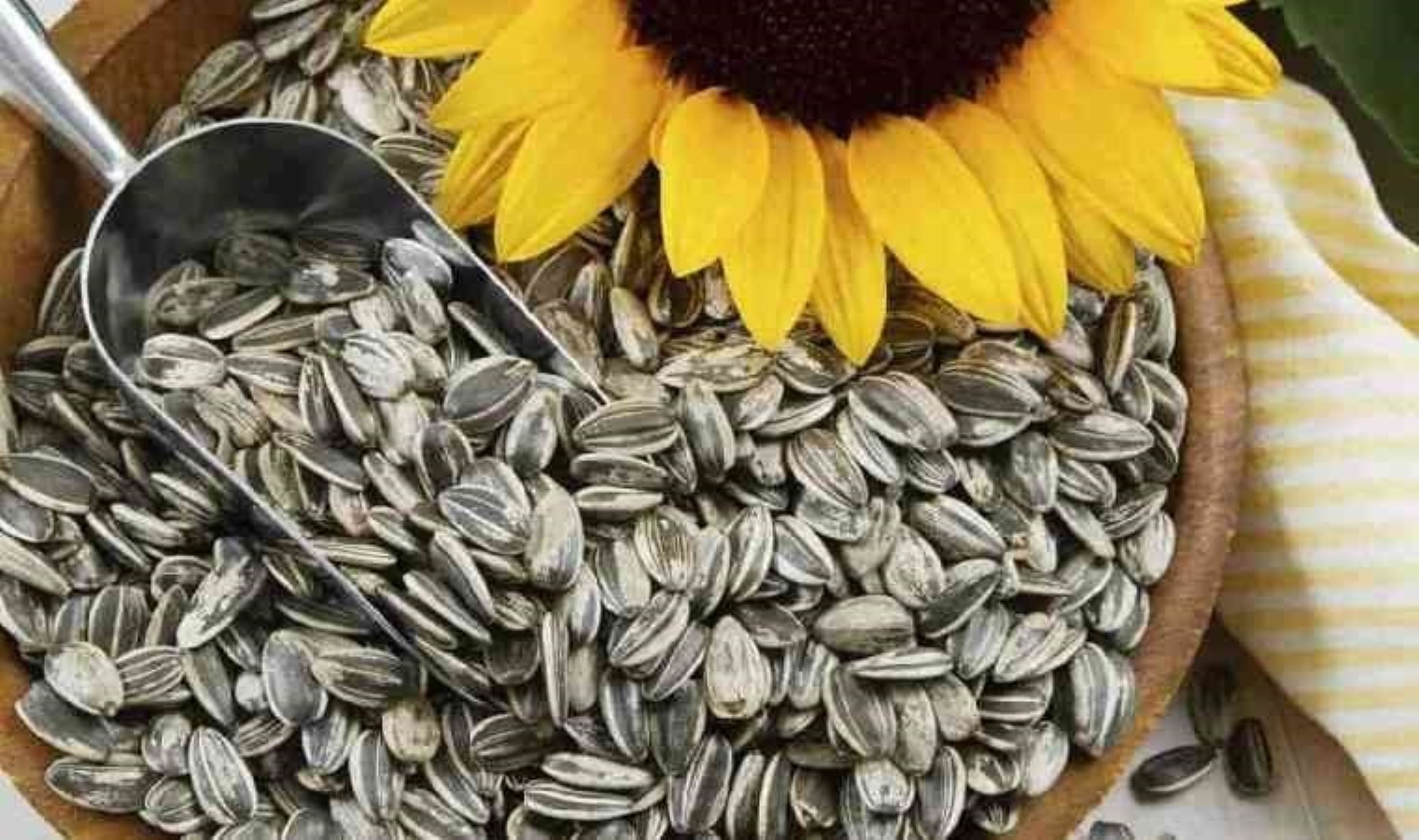 Ayçiçeği Üretiminde İthalat Kolaylıkları ve Yerli Üretici Sorunları