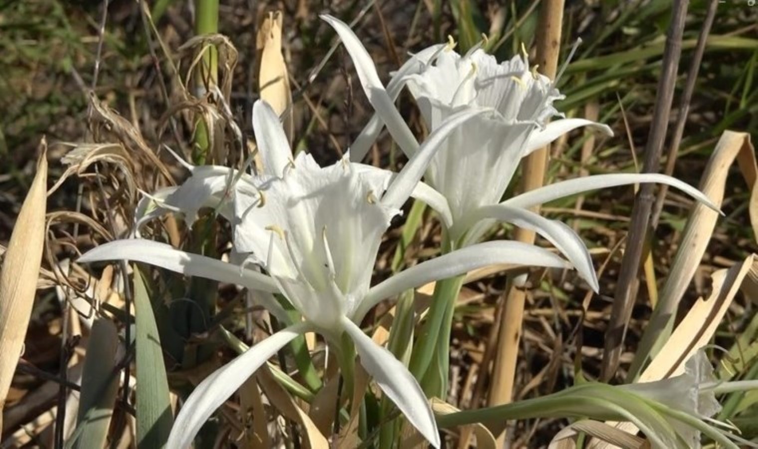 Aydın’da bu çiçeği koparmanın cezası 387 bin lira