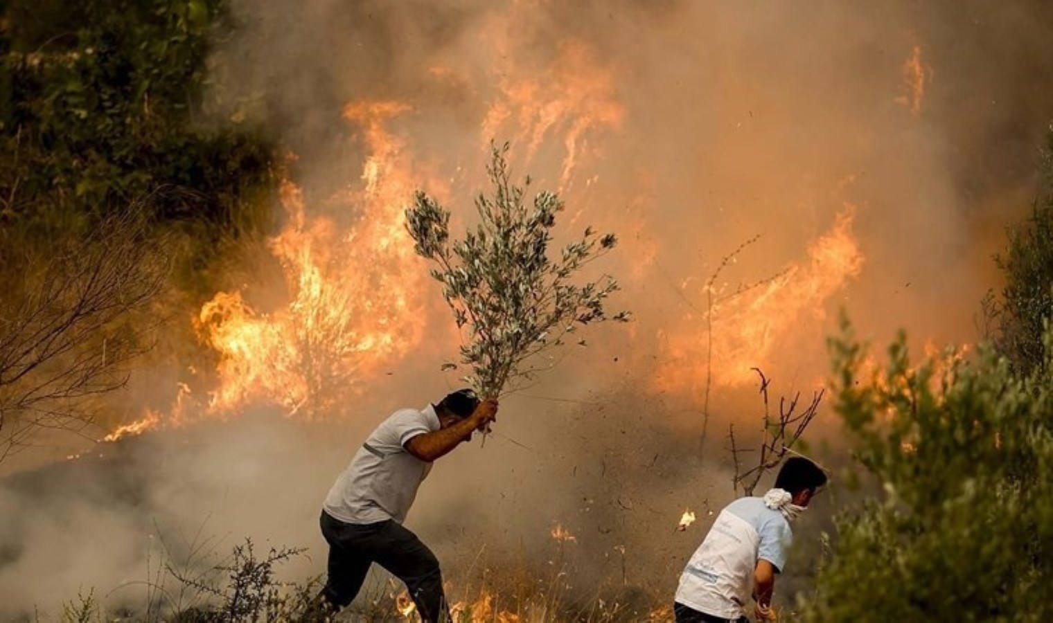 Aydın’daki orman yangınında 2 bin hektar alan ziyan gördü