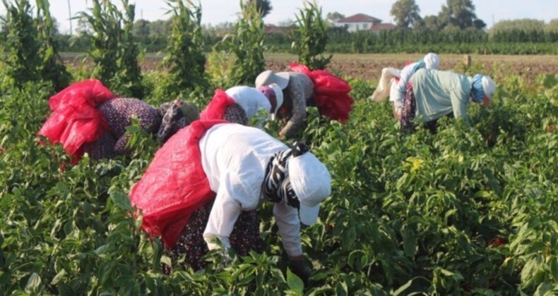 Bafra Ovası’nda yetişiyor, AB ülkelerinin sofralarına gidiyor: Yurt içine 10 lira, yurt dışına 17 liradan satılıyor