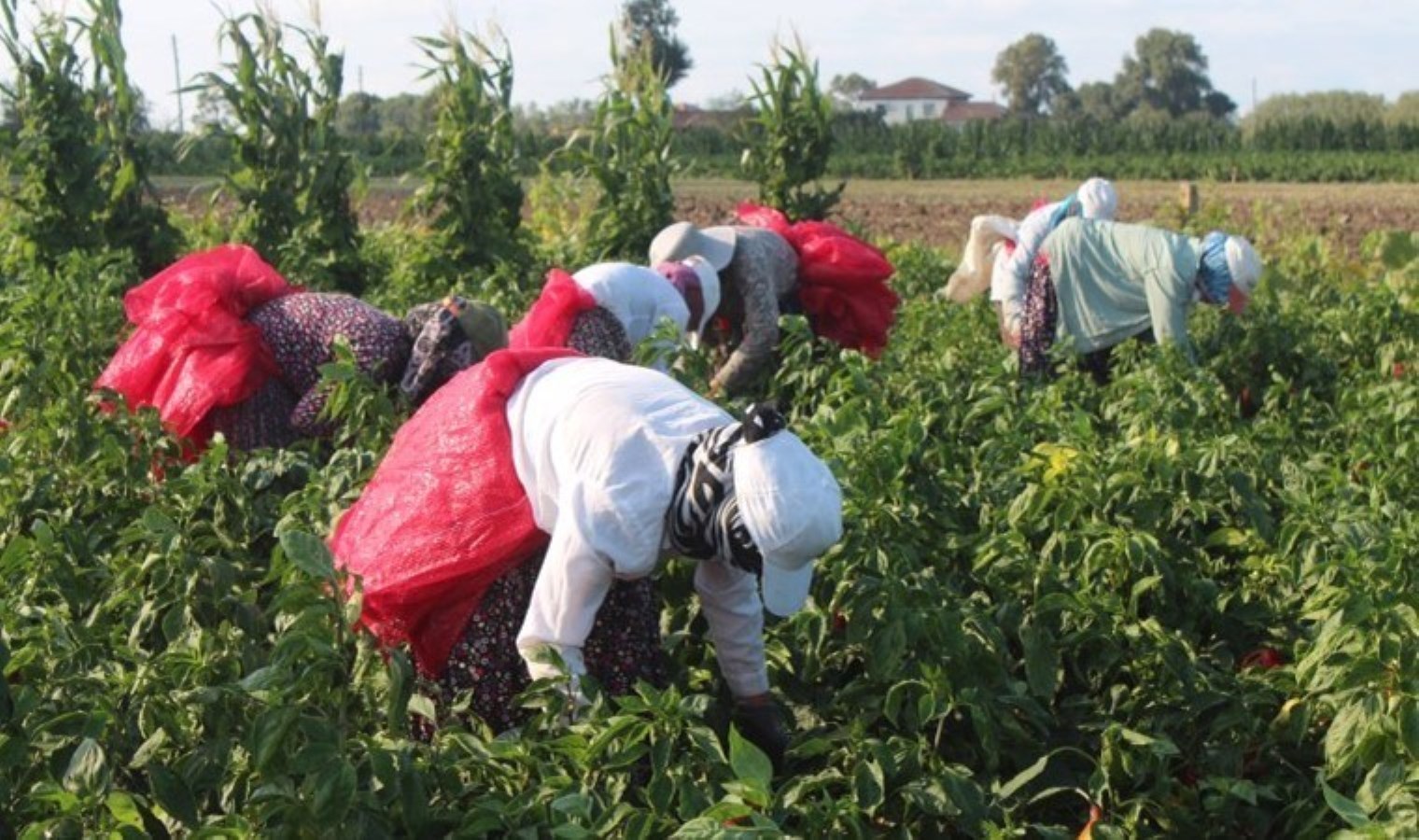 Bafra Ovası’nda yetişiyor, AB ülkelerinin sofralarına gidiyor: Yurt içine 10 lira, yurt dışına 17 liradan satılıyor