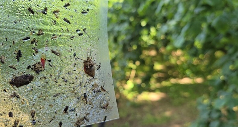 Bakanlıktan ‘istilacı kahverengi kokarca’ alarmı: 300 bin samuray arısı doğaya salınacak