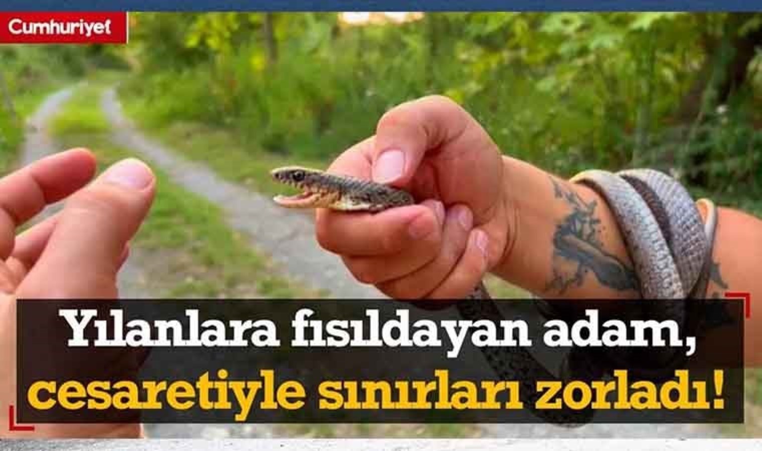 Bakmaya bile korkanlar varken cesaretiyle sınırları zorladı! İşte yılanlara fısıldayan adam