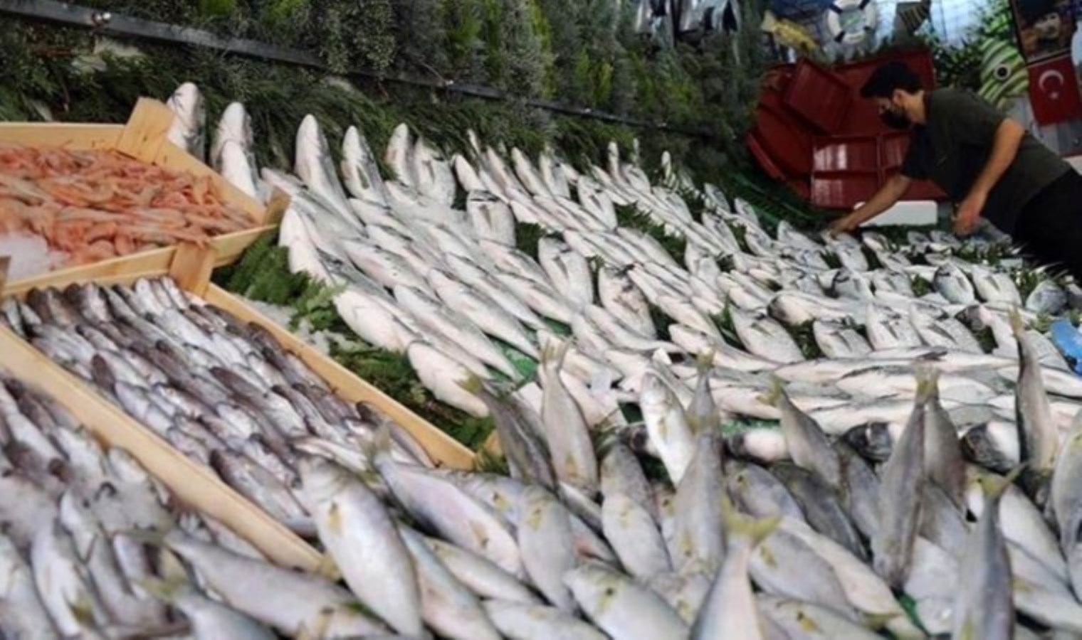 Balık av yasağı ne zaman bitiyor? 2024 balık sezonu ne zaman açılacak?